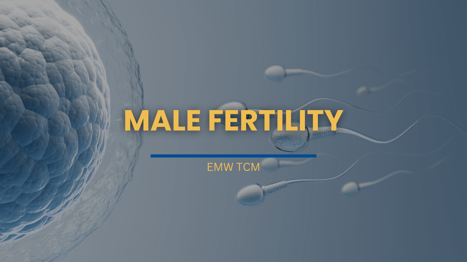 TCM Male Fertility