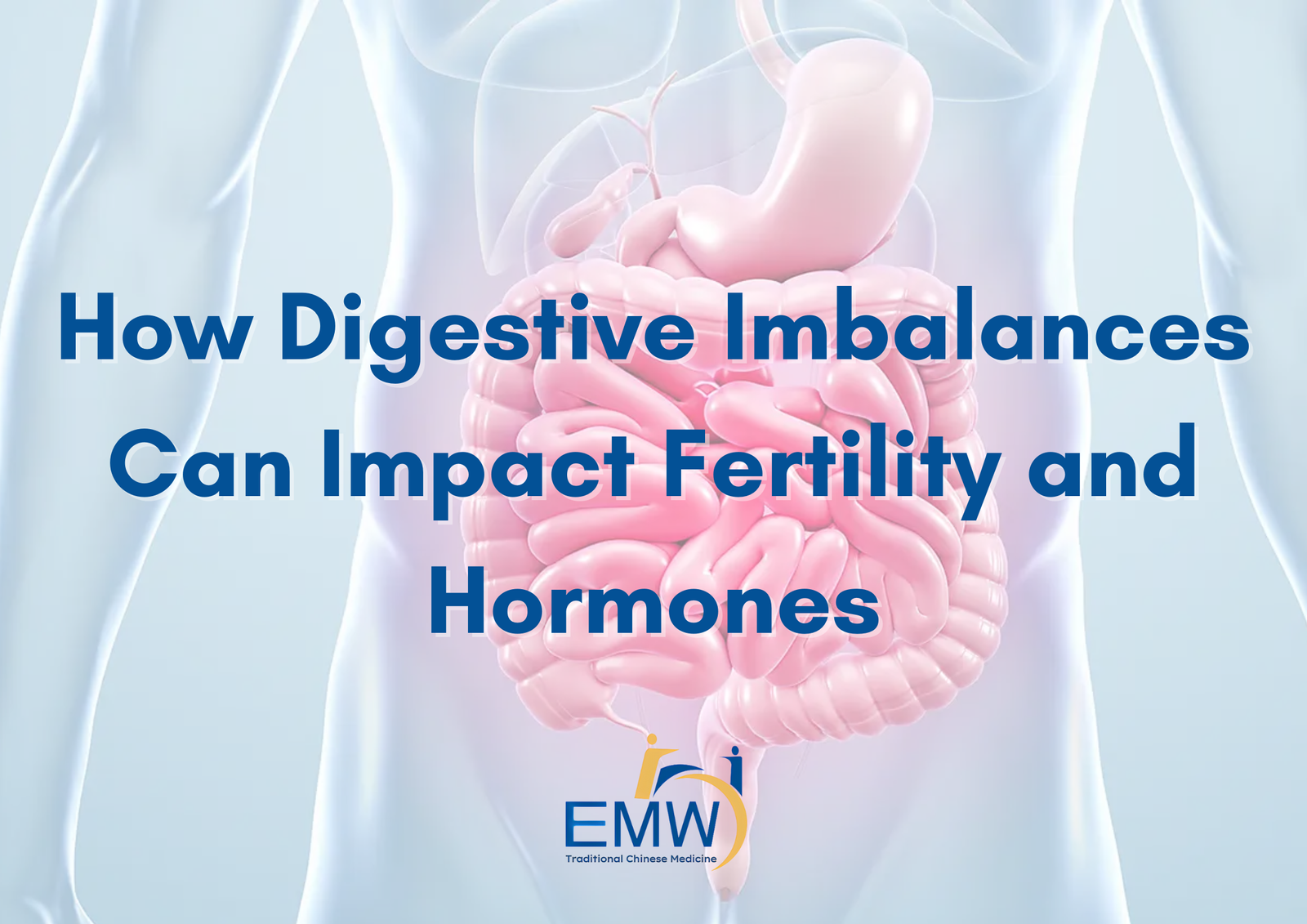 TCM Gut Health: How Digestive Imbalances Can Improve Fertility and Hormones