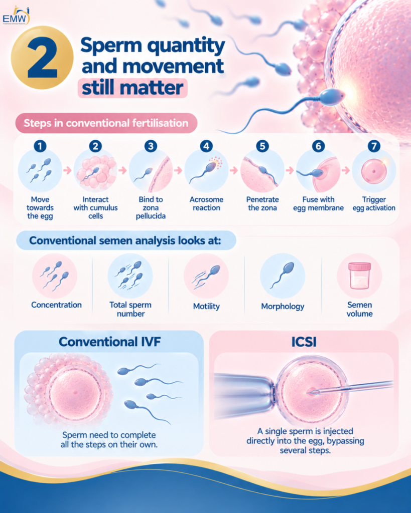 Sperm quantity and movement still matter