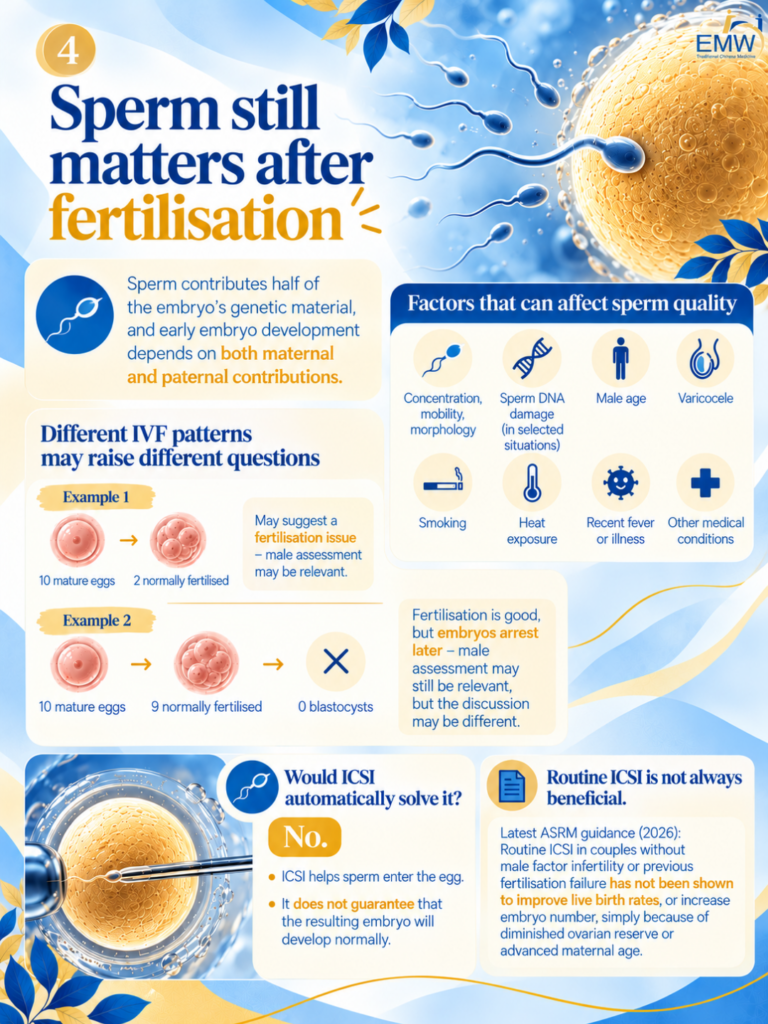 no blastocyst after ivf