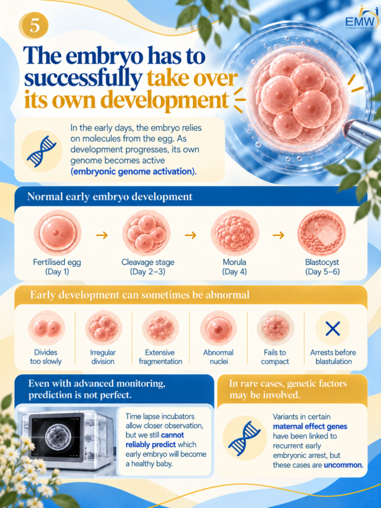 no blastocyst after ivf